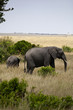 African elephant