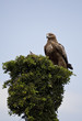 Golden Eagle in Kenya