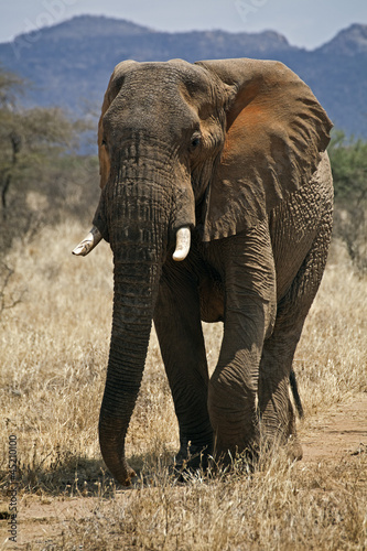 Photo: African elephant African elephant