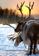 Northern deer