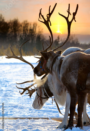 Photo: Northern deer Northern deer