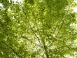 Baum
