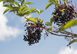 elderberries