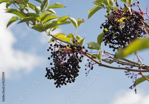 Photo: elderberries elderberries