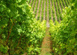 Foto: Weinberg mit Weintrauben - Vineyard Summer Weinberg mit Weintrauben - Vineyard Summer