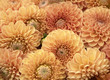 Photo: Dahlia flowers Dahlia flowers