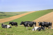 cattle