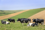 cattle