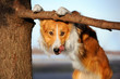 cute funny dog stucks her tongue