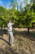Farmer shaking down plums from trees at harvest