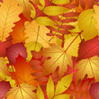 seamless with autumn leaves