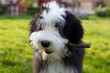 Photo: A bearded collie puppy playing in the park A bearded collie puppy playing in the park
