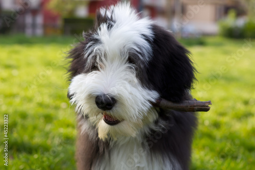 Photo: A bearded collie puppy playing in the park A bearded collie puppy playing in the park