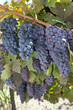 Red Wine Grape Clusters