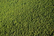 Photo: Forest texture Forest texture
