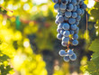 Vineyard