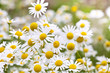Chamomile flowers