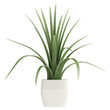 Century plant or Maguey