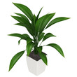 Leafy aspidistra houseplant