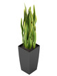 Sansevieria trifasciata, the snake plant