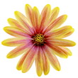 Isolated Yellow and Pink Daisy