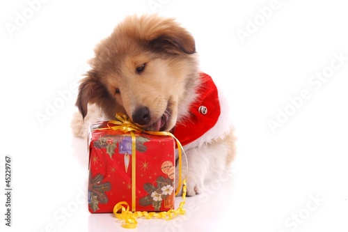 Photo: Collie Welpe packt Geschenk aus Collie Welpe packt Geschenk aus
