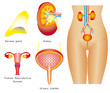 Female urinary system, reproductive system
