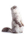 Cat Waiting Miracle
