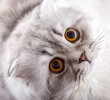 Cat Waiting Miracle