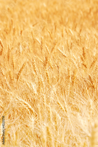 Photo: wheat wheat