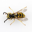 wasp isolated