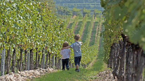 Photo: vigneti vigneti