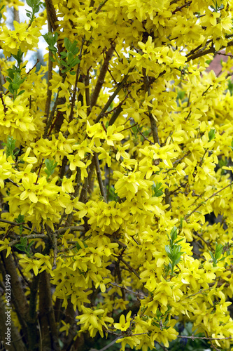 Photo: Forsythia flowers Forsythia flowers
