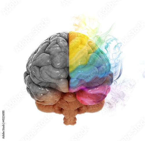 Illustration: Creativity cerebral hemisphere concept Creativity cerebral hemisphere concept