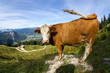 cow in the alps II
