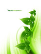 Vektor: eco natural green lives stylish wave vector background eco natural green lives stylish wave vector background