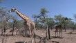 eating giraffe , Serengeti, Tanzania, Africa