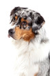 Portrait Australian Shepherd