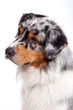 Australian Shepherd schaut lieb