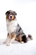 Australian Shepherd sitzt