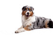 Australian Shepherd liegend