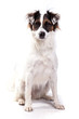 Jack Russell sitzt