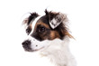 Jack Russell Portrait