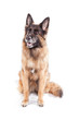 Altdeutscher Schäferhund