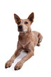 Red Heeler - Australian Cattle Dog