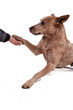 Red Heeler gibt Pfötchen und streckt Zunge raus