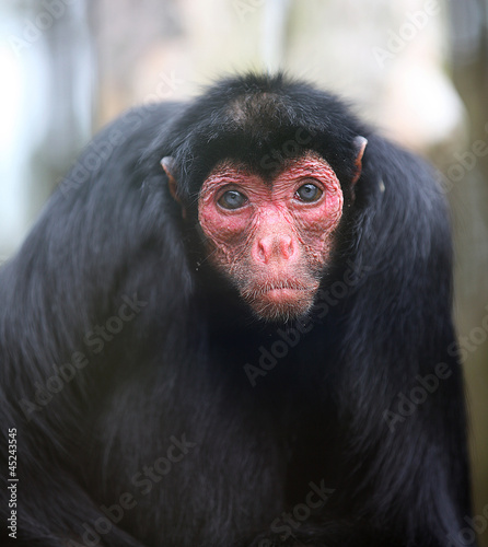 Photo: red faced spider monkey red faced spider monkey