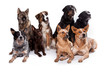 Photo: Hundegruppe gemischt - Acht Hunde Hundegruppe gemischt - Acht Hunde