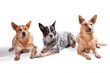 Photo: Hundegruppe - Australian Cattle Dogs Hundegruppe - Australian Cattle Dogs