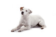 Photo: Hund Hund